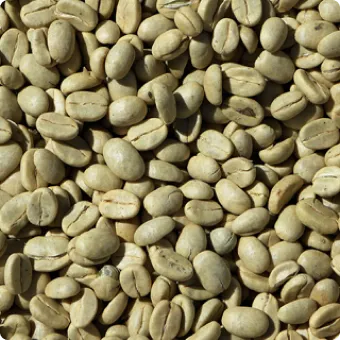 Cà phê Robusta sạch S16; S18